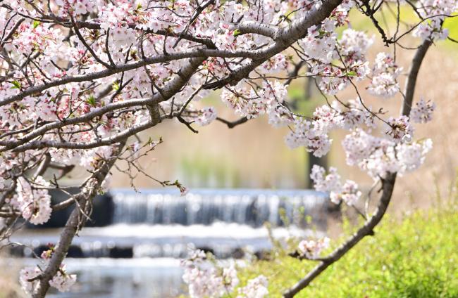 玉川沿いの桜の写真