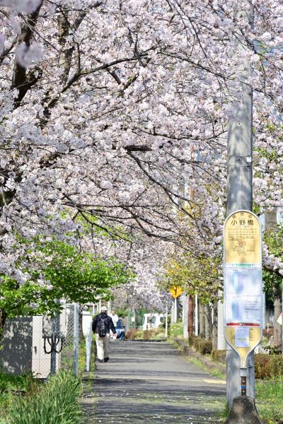 玉川沿いの桜の写真