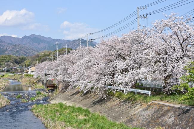 玉川沿いの桜の写真