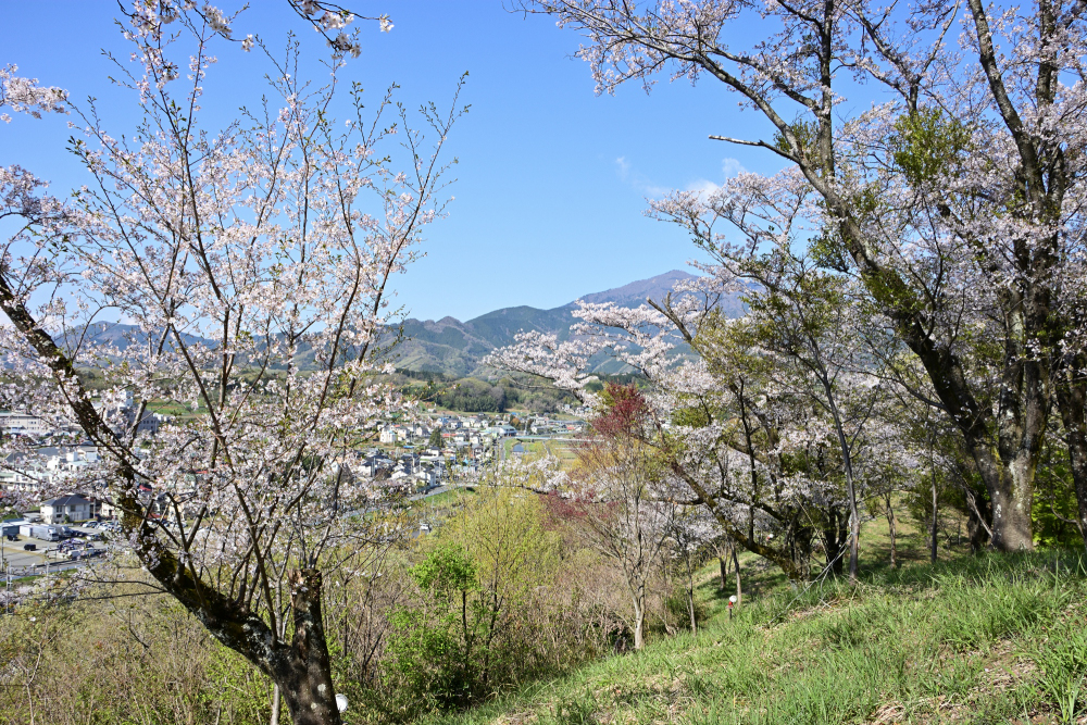 小町神社・小町緑地のソメイヨシノの写真
