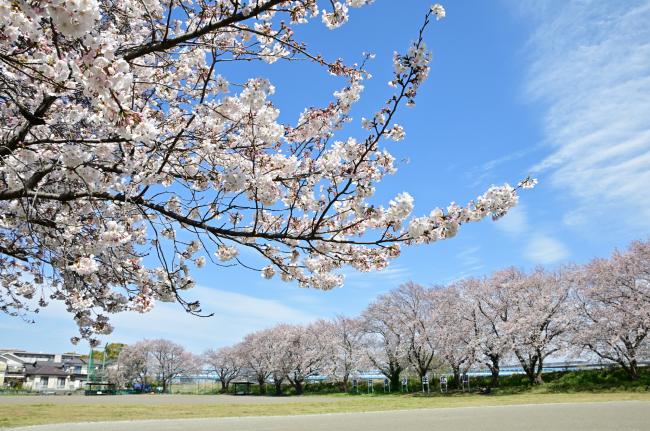 酒井青少年広場周辺の桜の写真