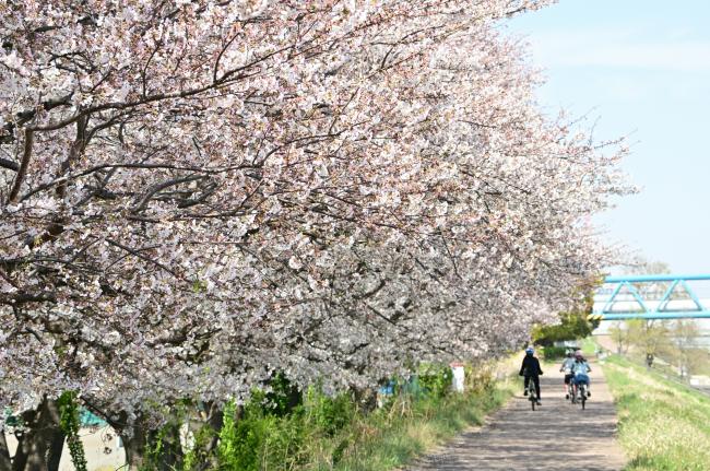 酒井青少年広場周辺の桜の写真
