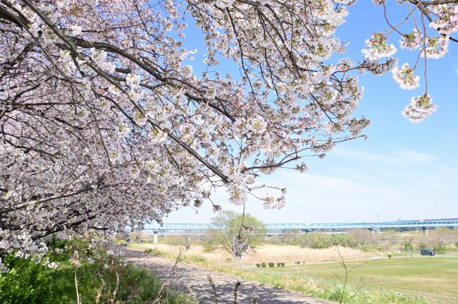 酒井スポーツ広場周辺の桜の写真