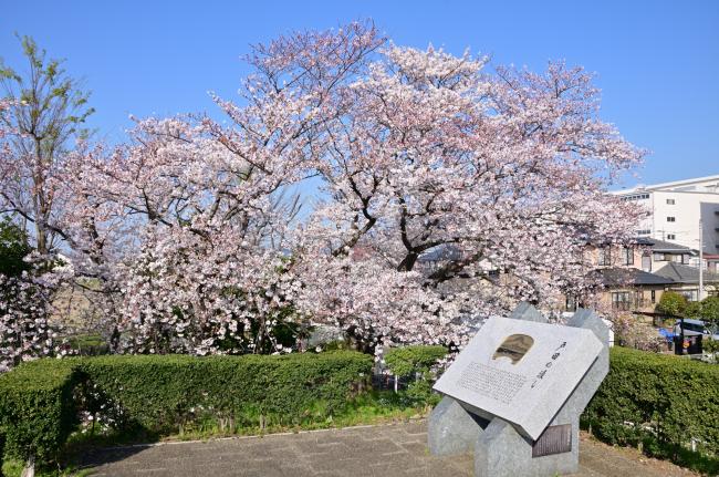 戸田の渡し跡周辺の桜の写真
