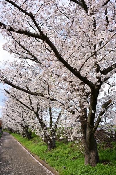 戸田の渡し跡周辺の桜の写真