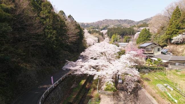 参道の桜の写真