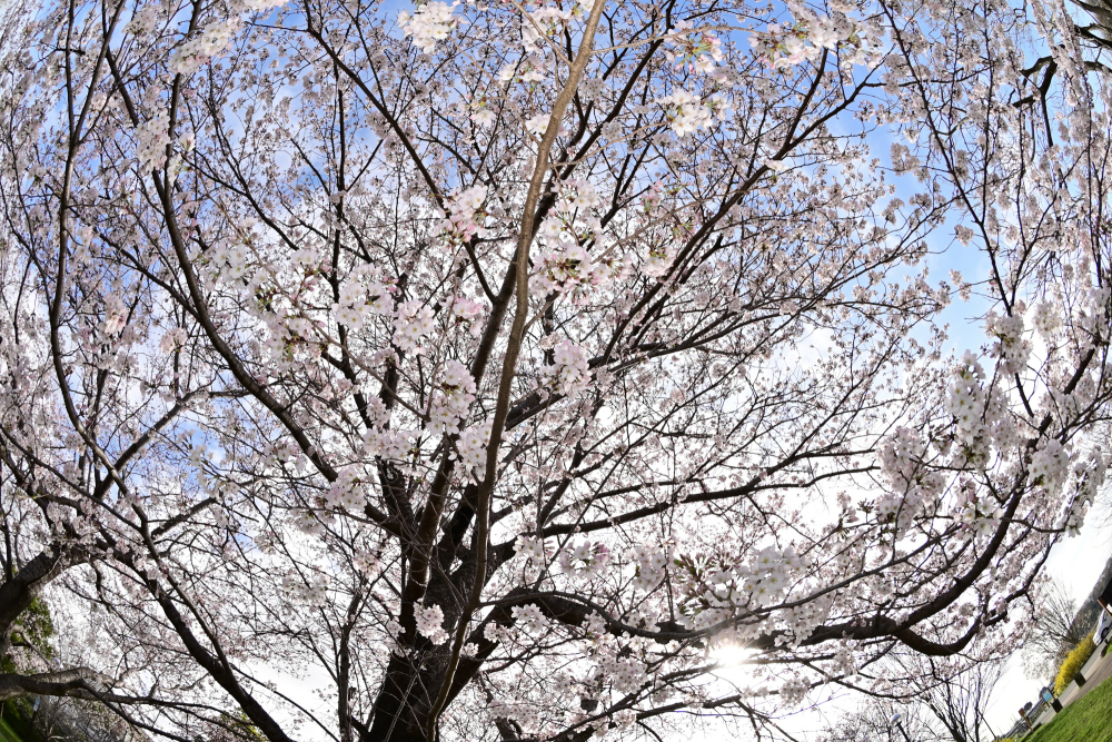 広町公園のソメイヨシノ写真
