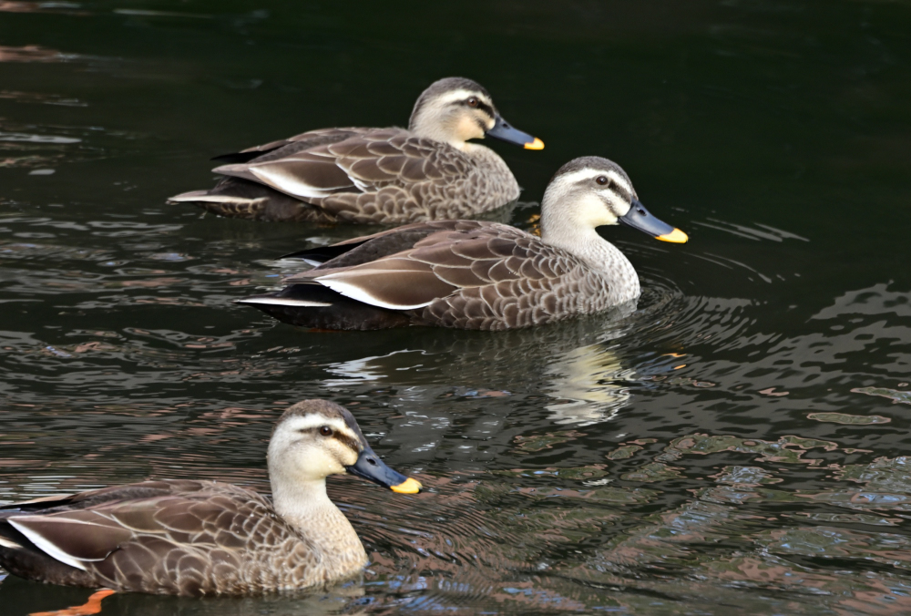 広町公園の写真