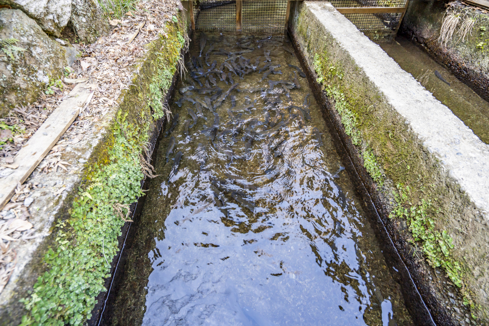 川魚料理ますやの写真