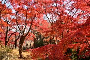 飯山七沢森林公園の紅葉