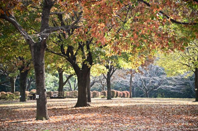 あいかわ公園の紅葉の写真