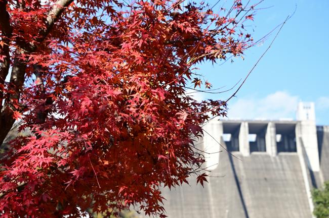 あいかわ公園の紅葉の写真