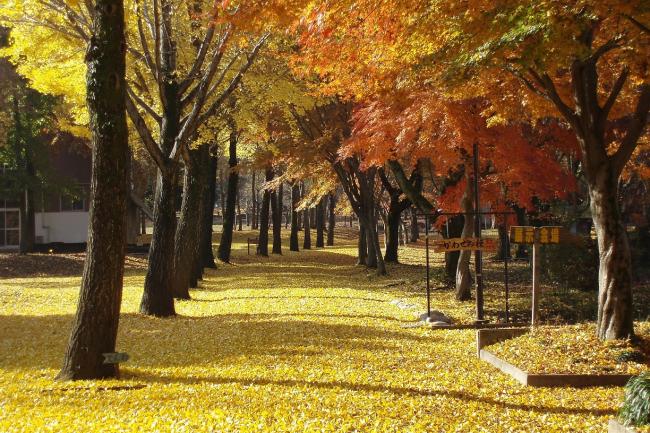 愛川ふれあいの村の紅葉の写真