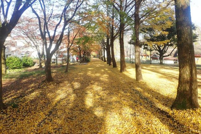 愛川ふれあいの村の紅葉の写真