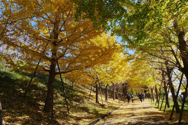 伊勢原市運動公園の紅葉の写真