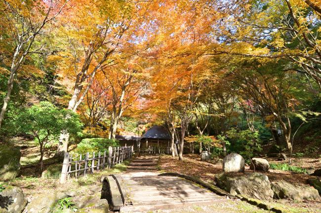 七沢森林公園の紅葉の写真