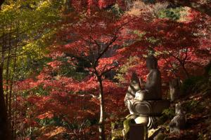大山の紅葉の写真