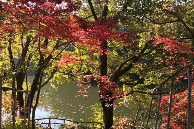 震生湖の紅葉の写真