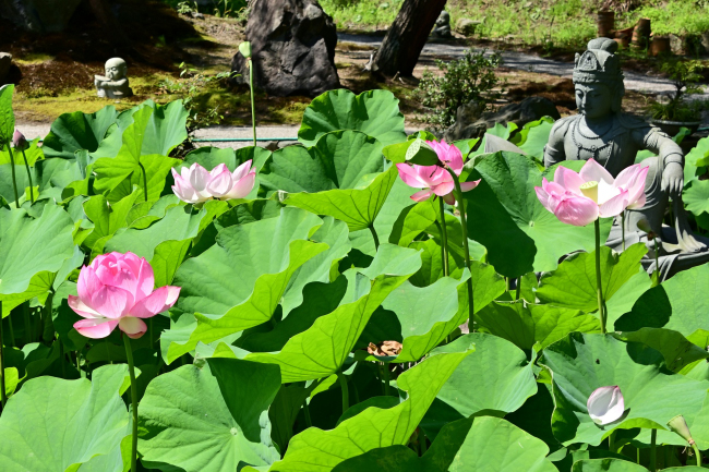 ハスの花の写真