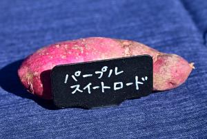パープルスイートロードの写真