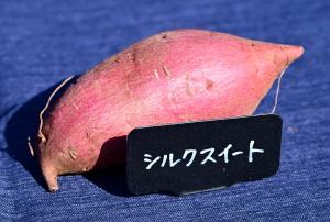 シルクスイートの写真