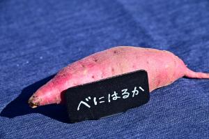 べにはるかの写真