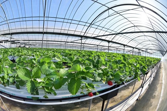 ハウスの中は受粉を助けるミツバチが飛び交います