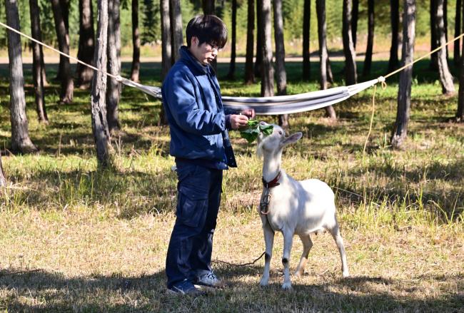 苺の葉が大好きな山羊さんは子供たちの人気者