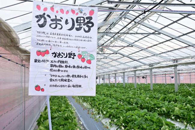 苺一縁ハウスかおり野