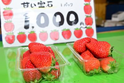 苺一縁大粒イチゴ