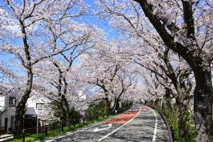 相模川三川合流点のサクラ