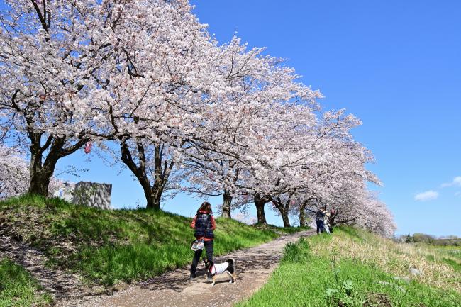 相模川三川合流点のサクラ
