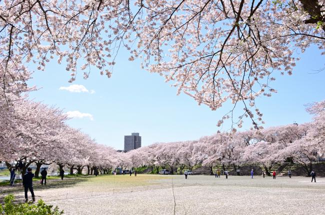 相模川三川合流点のサクラ