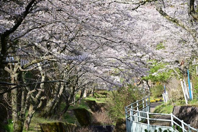 あつぎの桜 お花見best3を巡る旅 厚木市観光協会 あつぎ観光なび