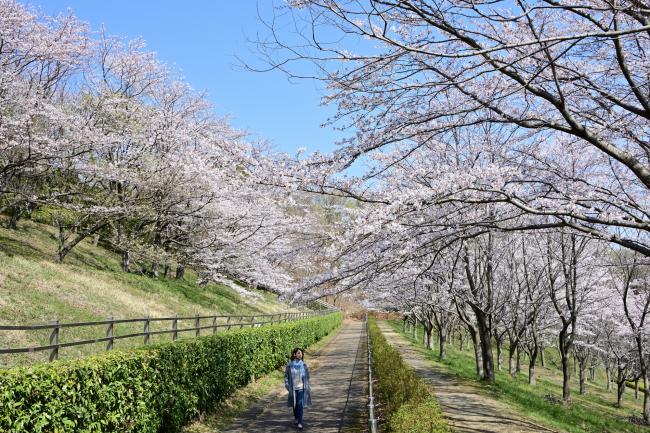 あつぎつつじの丘公園のサクラの写真
