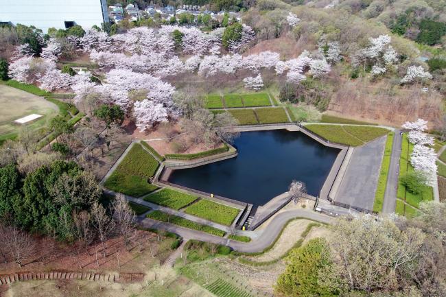 あつぎつつじの丘公園のサクラの写真