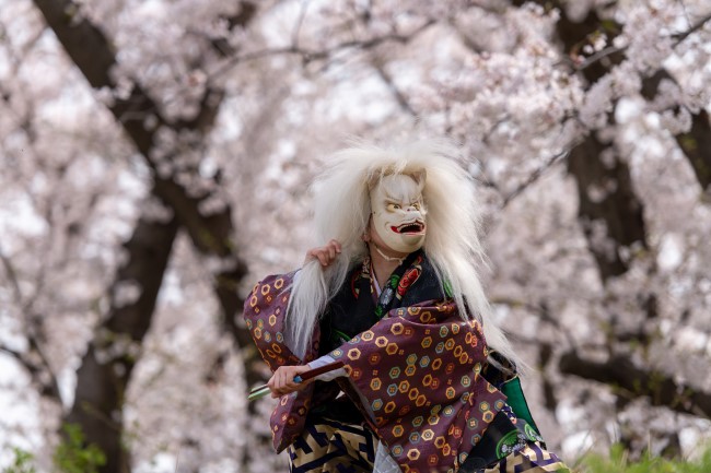 春・サクラ[天狐]相模川三川合流点での写真