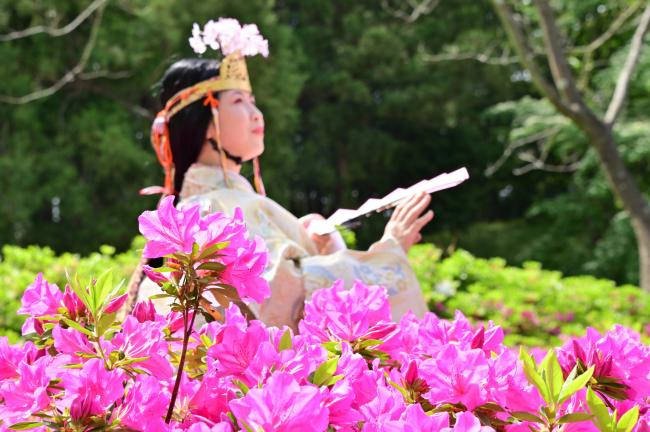 春・ツツジ[？？]あつぎつつじの丘公園での写真
