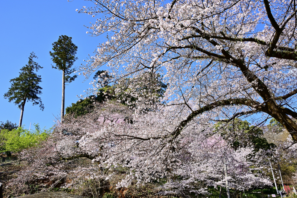 飯山白山森林公園の写真