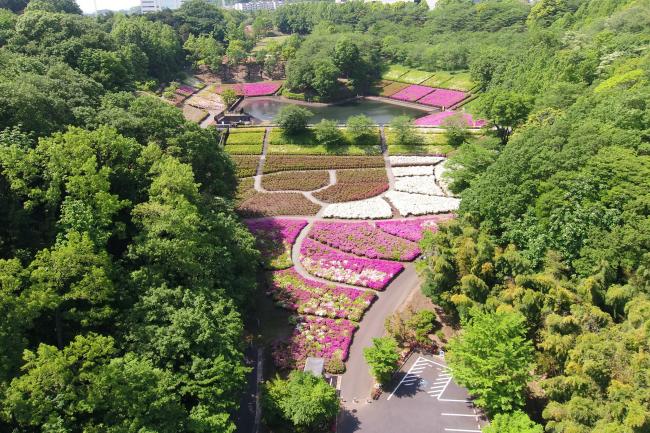 あつぎつつじの丘公園のツツジの写真