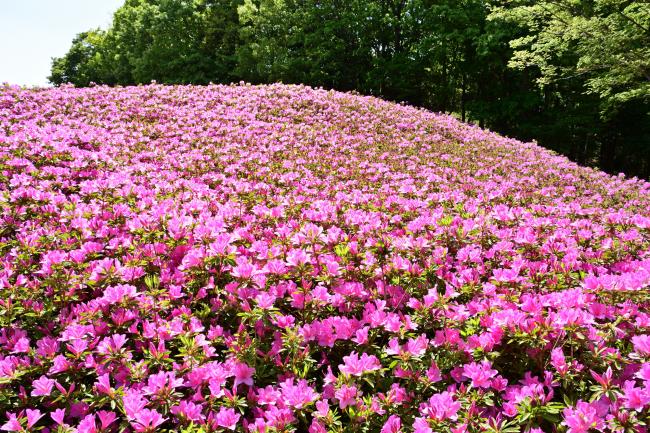 あつぎつつじの丘公園のツツジの写真