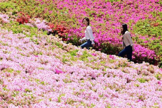 あつぎつつじの丘公園のツツジの写真