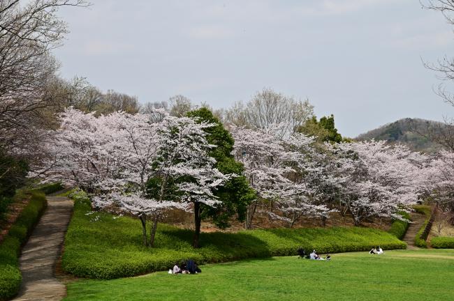 あつぎつつじの丘公園のサクラの写真