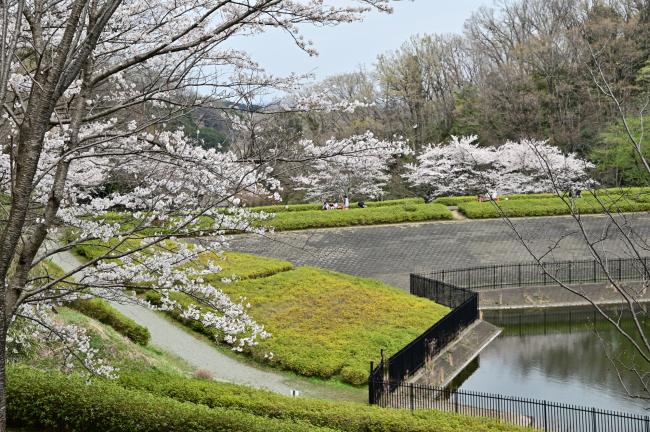 あつぎつつじの丘公園のサクラの写真