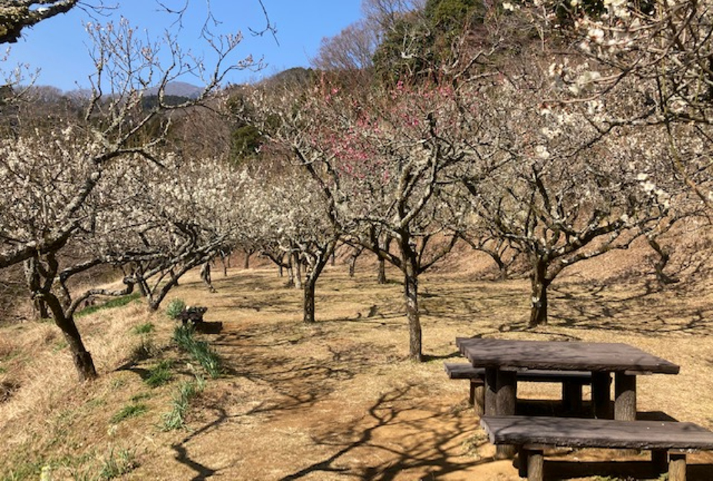 日向薬師ハイキングコース