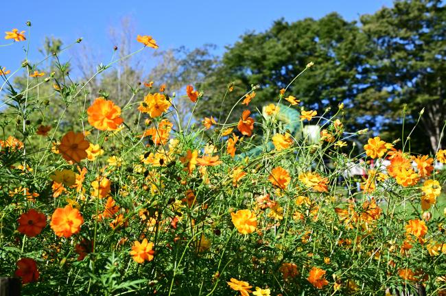 荻野運動公園のコスモスの写真