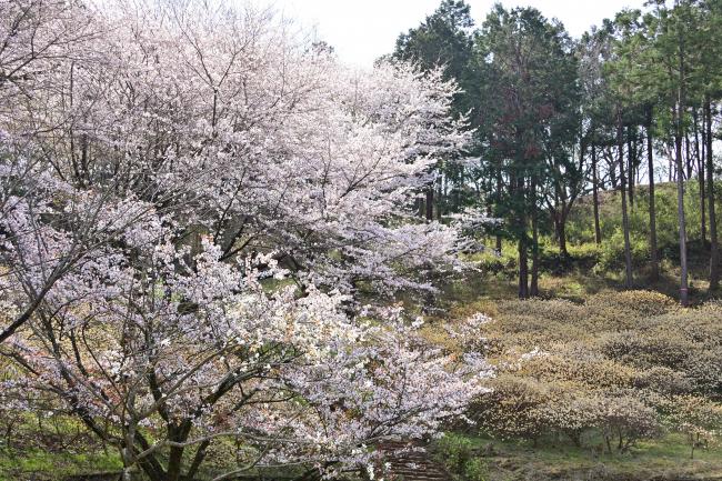 七沢森林公園のミツマタの写真