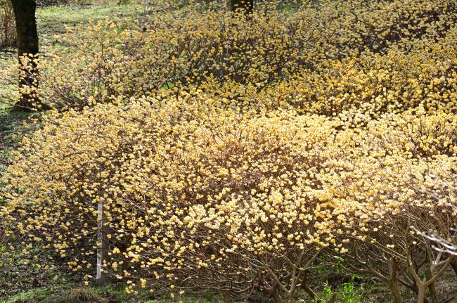 七沢森林公園のミツマタの写真