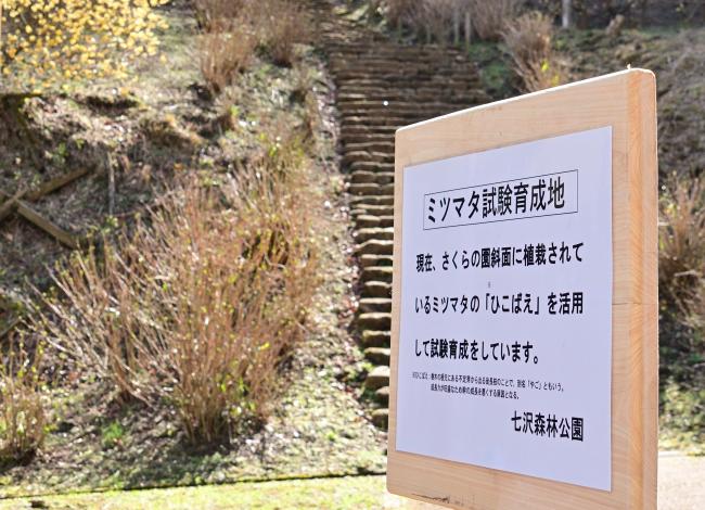 七沢森林公園のミツマタ看板の写真