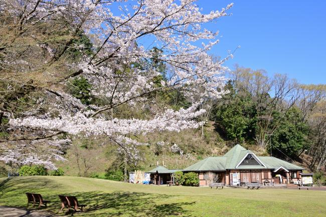県立七沢森林公園の写真